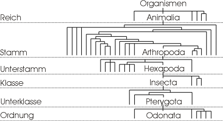 Die Klassifikation von Organismen.