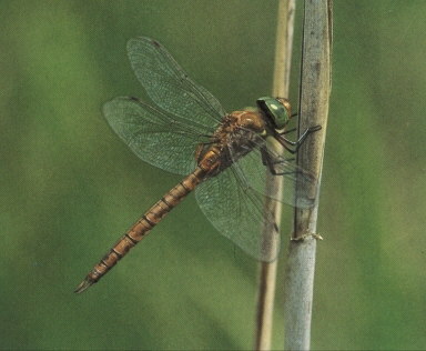 Männchen der Keilfleck-Mosaikjungfer