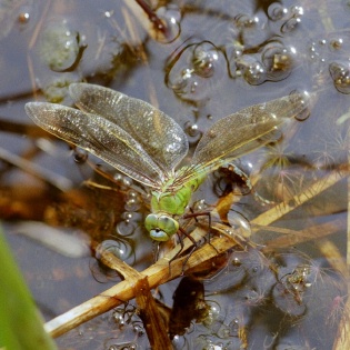 Weibchen der Großen Königslibelle bei der Eiablage