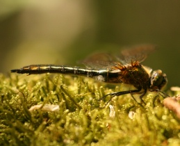 Weibchen der Gemeinen Smaragdlibelle