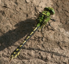 Männchen der Grünen Flussjungfer