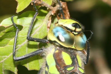 Blaugrüne Mosaikjungfer putzt Auge