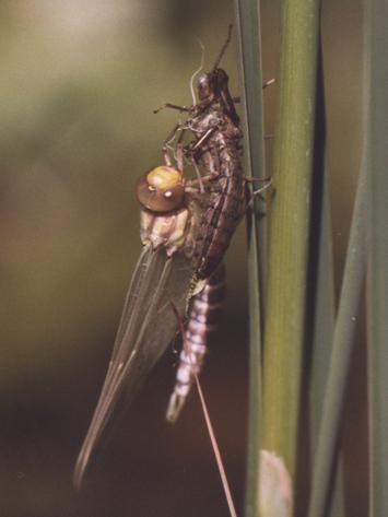 Schlüpfende Libelle in Phase 6