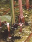 Libellenlarve klettert aus dem Wasser