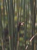 Larvenhaut reißt am Rücken auf