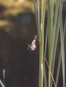 Libelle schiebt sich aus der Larvenhaut