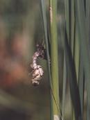 Libelle beim Schlupf aus der Larvenhaut