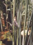 Junge Libelle klettert zum Trocknen