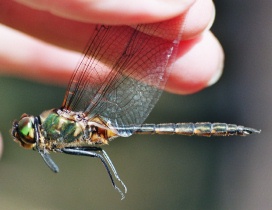 Männchen der Gefleckten Smaragdlibelle