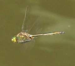 Fliegendes Männchen der Glänzenden Smaragdlibelle
