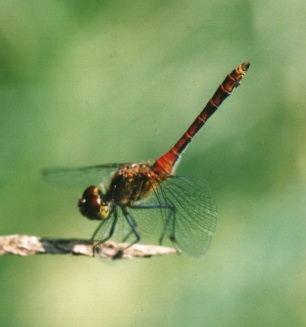 Männchen der Blutroten Heidelibelle in Obelisk-Stellung