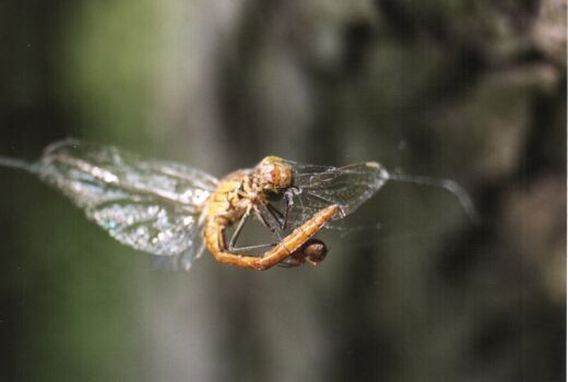 Große Heidelibelle im Spinnennetz