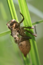 Exuvie der Gemeinen Smaragdlibelle