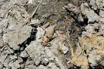 Exuvie der Westlichen Keiljungfer