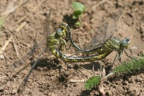 Paarungsrad der Westlichen Keiljungfer