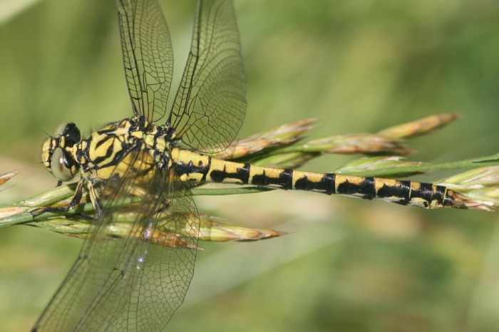 Weibchen der Kleinen Zangenlibelle