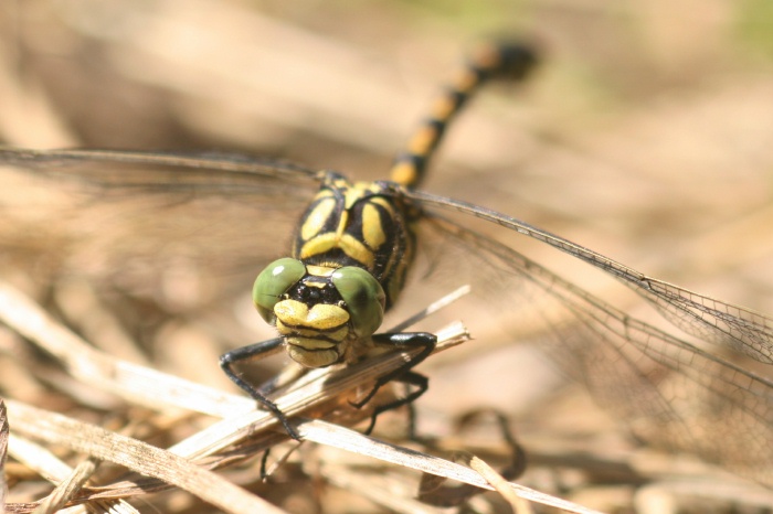 Mannchen der Kleinen Zangenlibelle Portrait