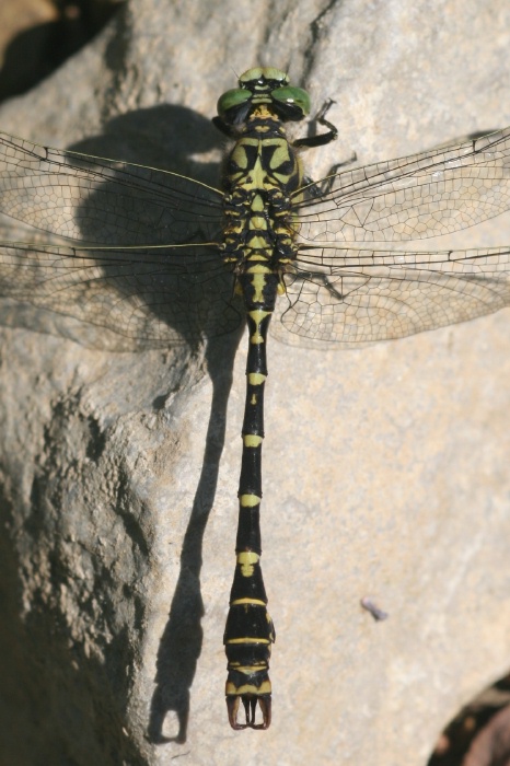 Alteres Mannchen der Kleinen Zangenlibelle