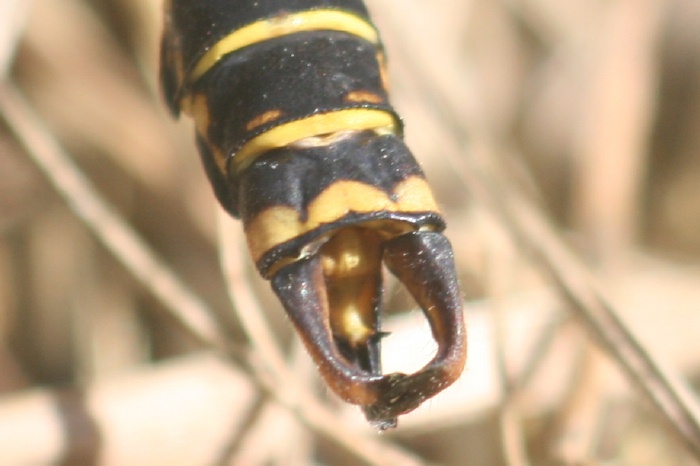 Hinterleibsanhange (Zange) des Mannchens