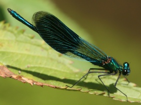 Männchen der Gebänderten Prachtlibelle