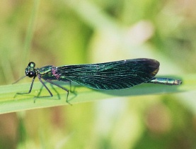 Männchen der Blauflügel-Prachtlibelle