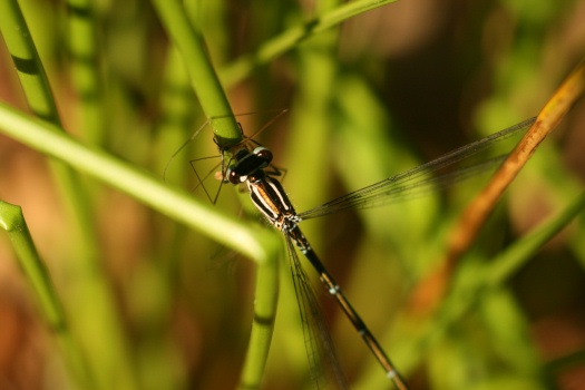 Hufeisen-Azurjungfer frisst Schnake