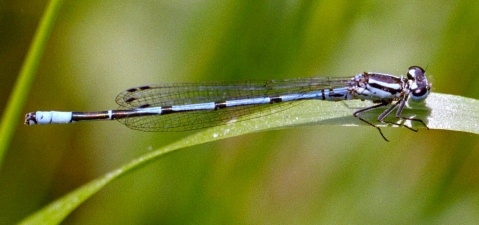 Männchen der Hufeisen-Azurjungfer