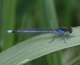 Männchen des Großen Granatauges