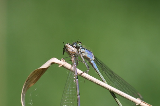 Große Pechlibelle frisst Hufeisen-Azurjungfer