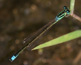 Männchen der Kleinen Pechlibelle