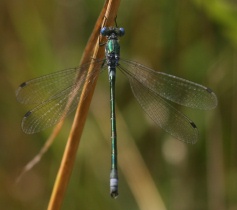 Männchen der Glänzenden Binsenjungfer
