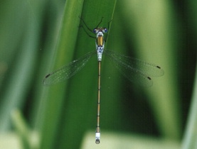 Männchen der Gemeinen Binsenjungfer