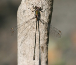 Männchen der Gemeinen Weidenjungfer