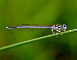 Männchen der Federlibelle