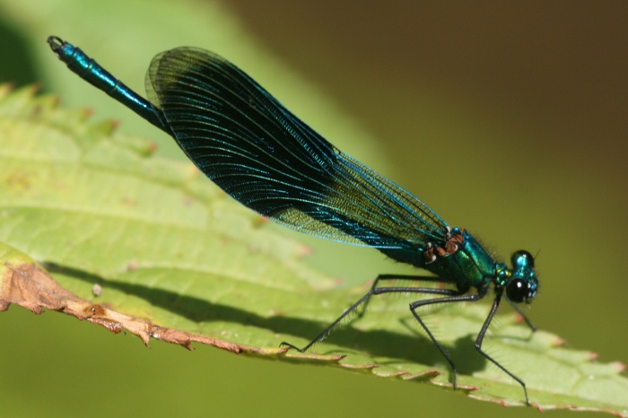 Mannchen der Gebanderten Prachtlibelle