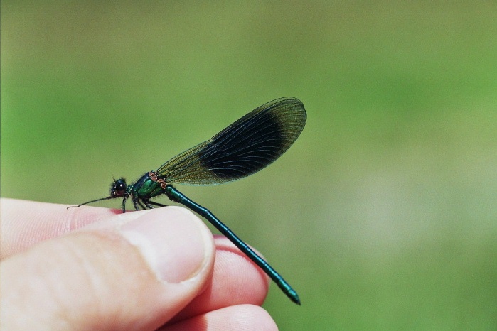 Mannchen der Gebanderten Prachtlibelle