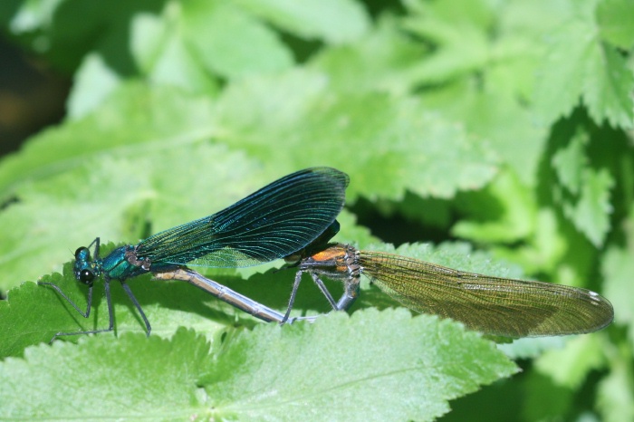 Paarungsrad der Gebanderten Prachtlibelle