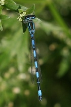 Männchen der Helm-Azurjungfer in Seitenansicht