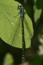 Weibchen der Hufeisen-Azurjungfer, blaue Farbform