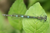 Weibchen der Hufeisen-Azurjungfer, grünblaue Farbform