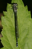 Junges Weibchen der Hufeisen-Azurjungfer