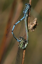 Paarungsrad der Hufeisen-Azurjungfer