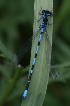 Männchen der Fledermaus-Azurjungfer
