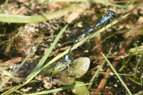 Eiablage der Fledermaus-Azurjungfer