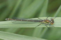 Weibchen des Großen Granatauges