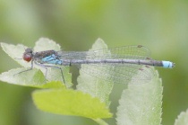 Ausgefärbtes Männchen des Großen Granatauges