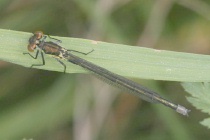 Junges Männchen des Großen Granatauges