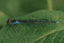 Weibchen des Kleinen Granatauges
