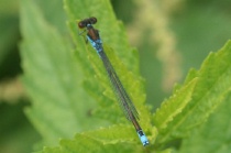 Detailansicht Männchen des Kleinen Granatauges