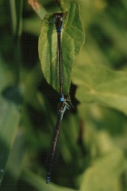 Tandem des Kleinen Granatauges